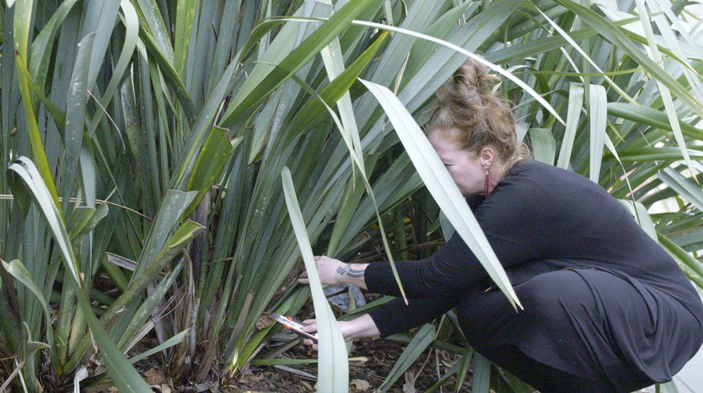 Hinekura crouches to cut some flax outside the marae using a stanley knife.